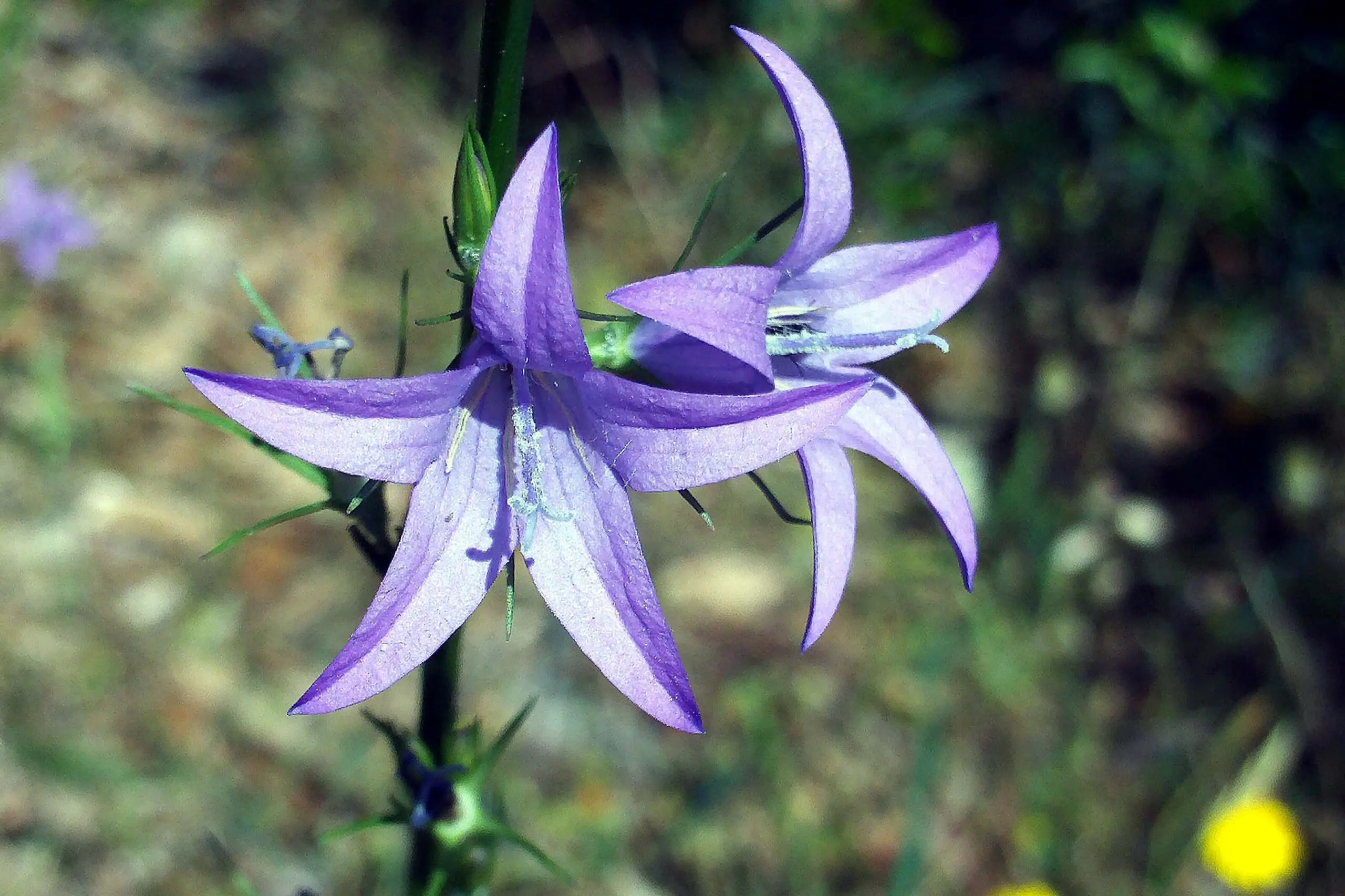 Rampion (or the European Bellflower), used in salads.