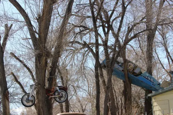 Did a Mighty Windstorm Do This? Did a windstorm deposit these items in the trees?