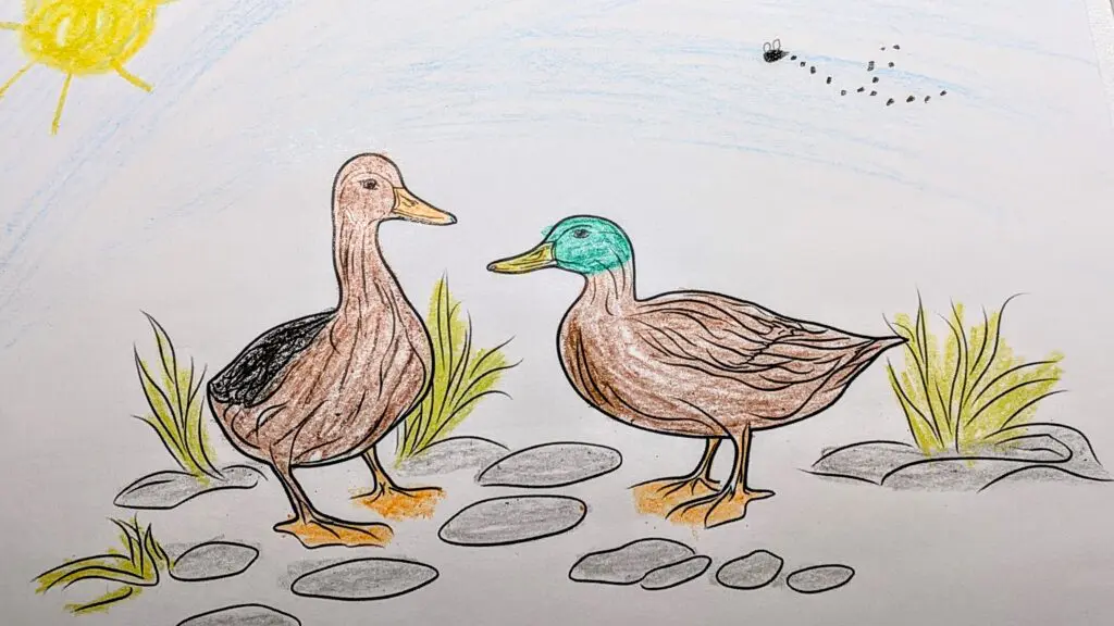 Ducks coloring page by Sophia R.