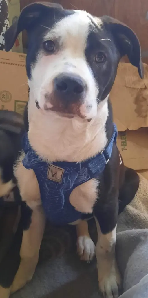 Missing Dog: Fat Boy