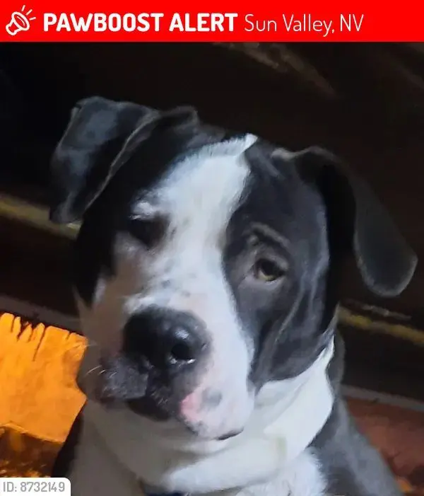 Missing Dog: Fat Boy