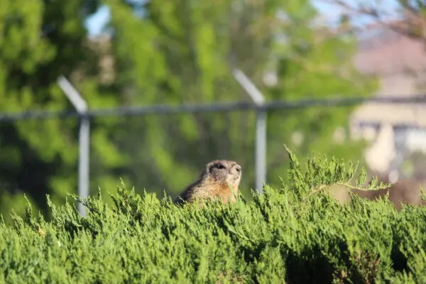 Photo of the Week: Gerald Gerald sunning himself during the morning hours