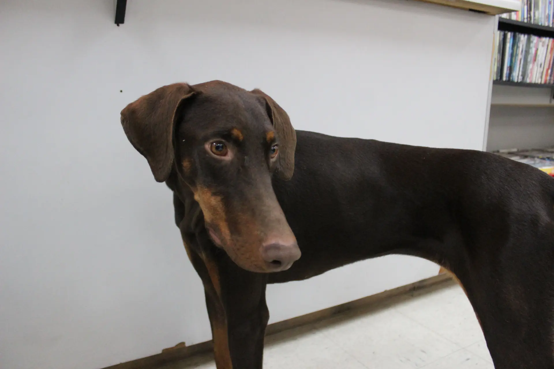 Sosa's such a beautiful doggo!