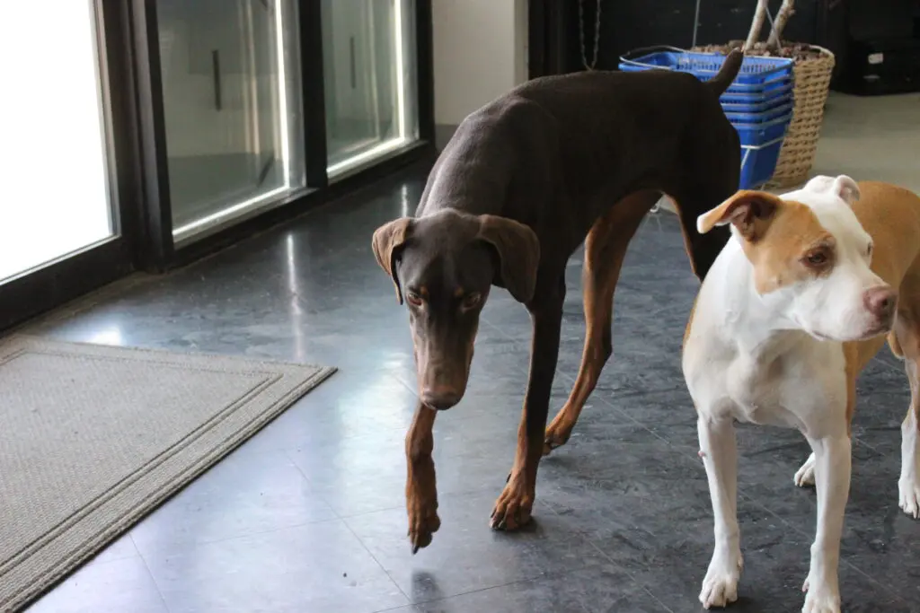 Sosa and Chloe surveying the lay of the land