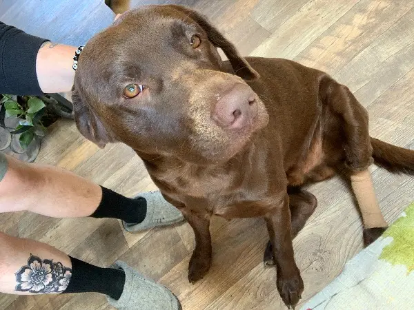Lost Dog: Choco