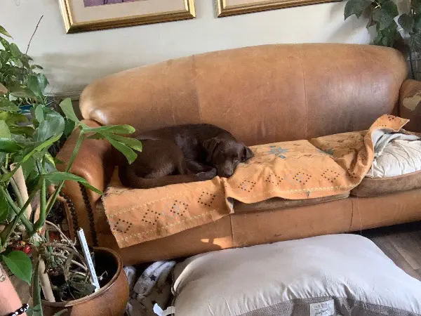 Lost Dog: Choco