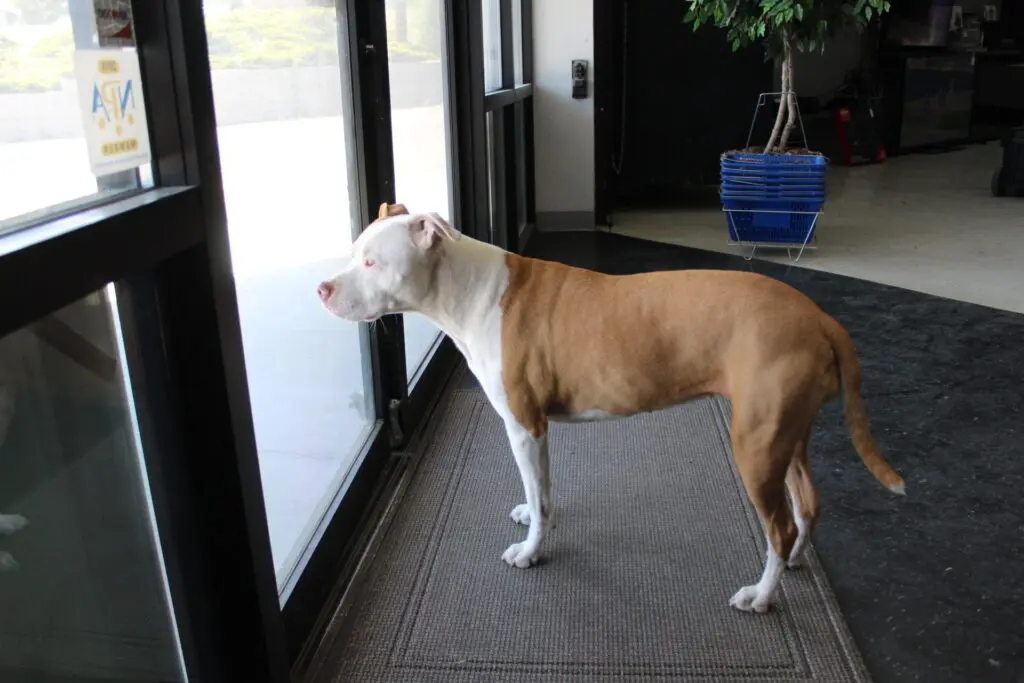 Chloe checking out the parking lot
