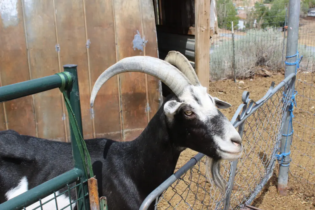Spotamus surveys the scene at the Valley Amigos ranch in Sun Valley, NV.