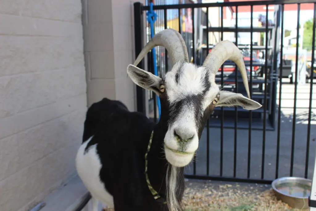 Spotamus inquisitively welcomes visitors at the Sparks Tractor Supply on August 2, 2025.