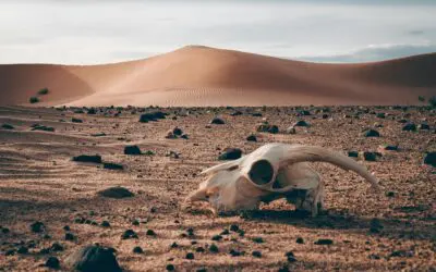 Is Sun Valley Considered a Food Desert? Photo by Mostafa Ft.shots from Pexels: https://www.pexels.com/photo/remnants-on-desert-10690040/