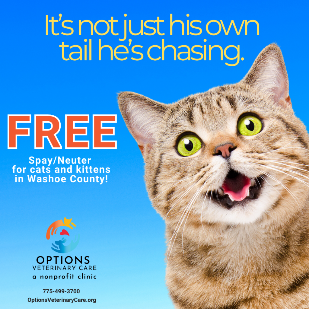 Free spay/neuter for cats and kittens in Washoe County!