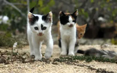 Photo by Berat BAKI: https://www.pexels.com/photo/close-up-shot-of-kittens-14633345/