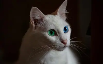 Photo by Lucas Pezeta: https://www.pexels.com/photo/selective-focus-close-up-photo-of-white-cat-with-blue-and-green-eyes-2575691/