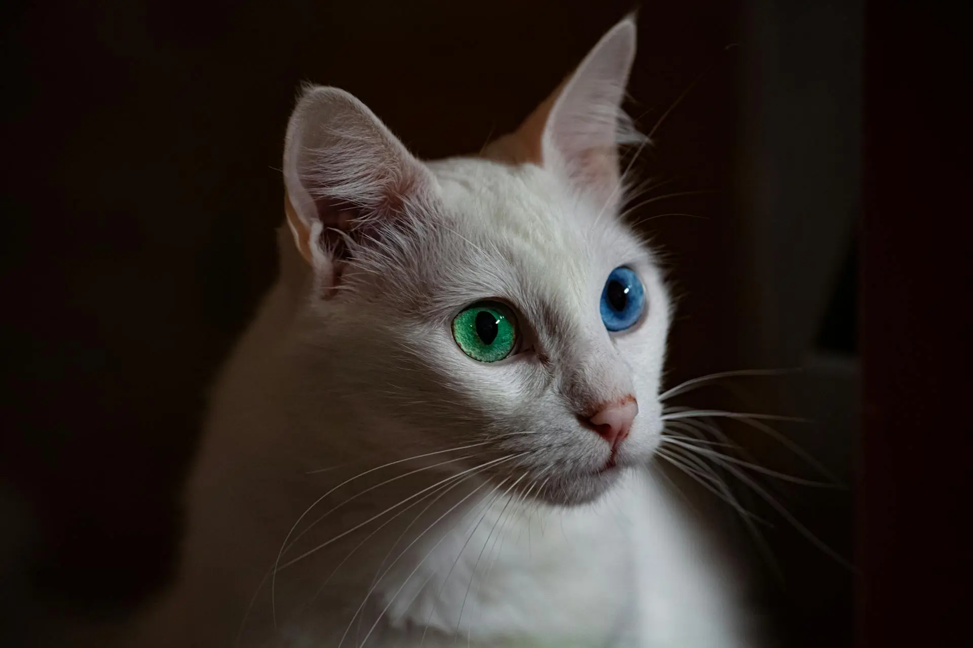 Photo by Lucas Pezeta: https://www.pexels.com/photo/selective-focus-close-up-photo-of-white-cat-with-blue-and-green-eyes-2575691/