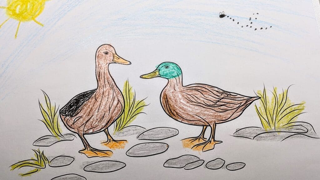 Ducks coloring page by Sophia R.