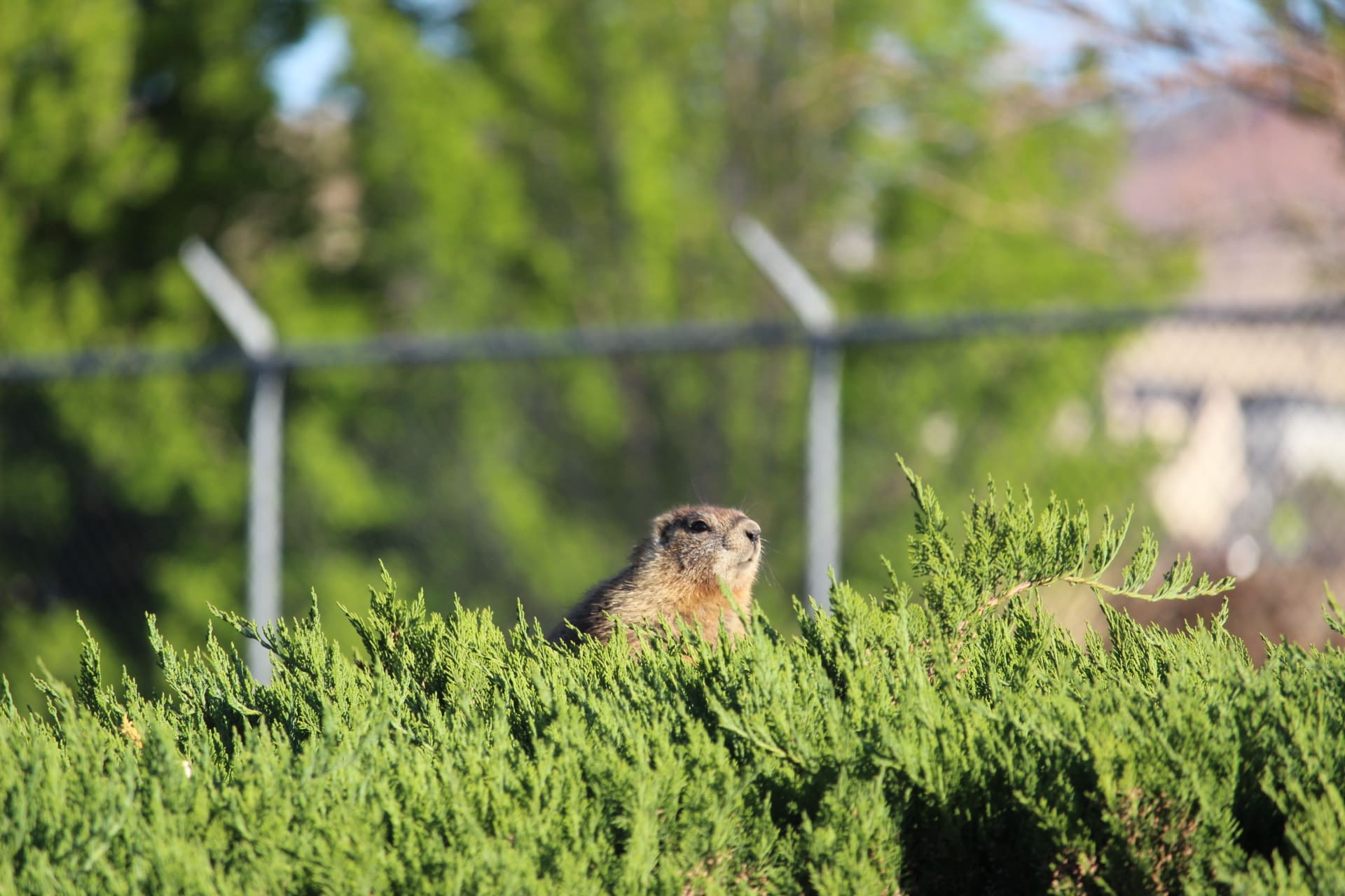 Gerald sunning himself during the morning hours