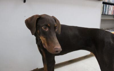 Sosa's such a beautiful doggo!