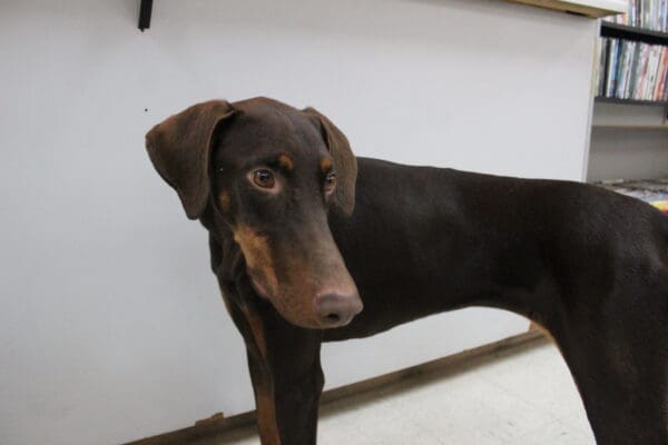 Sosa's such a beautiful doggo!