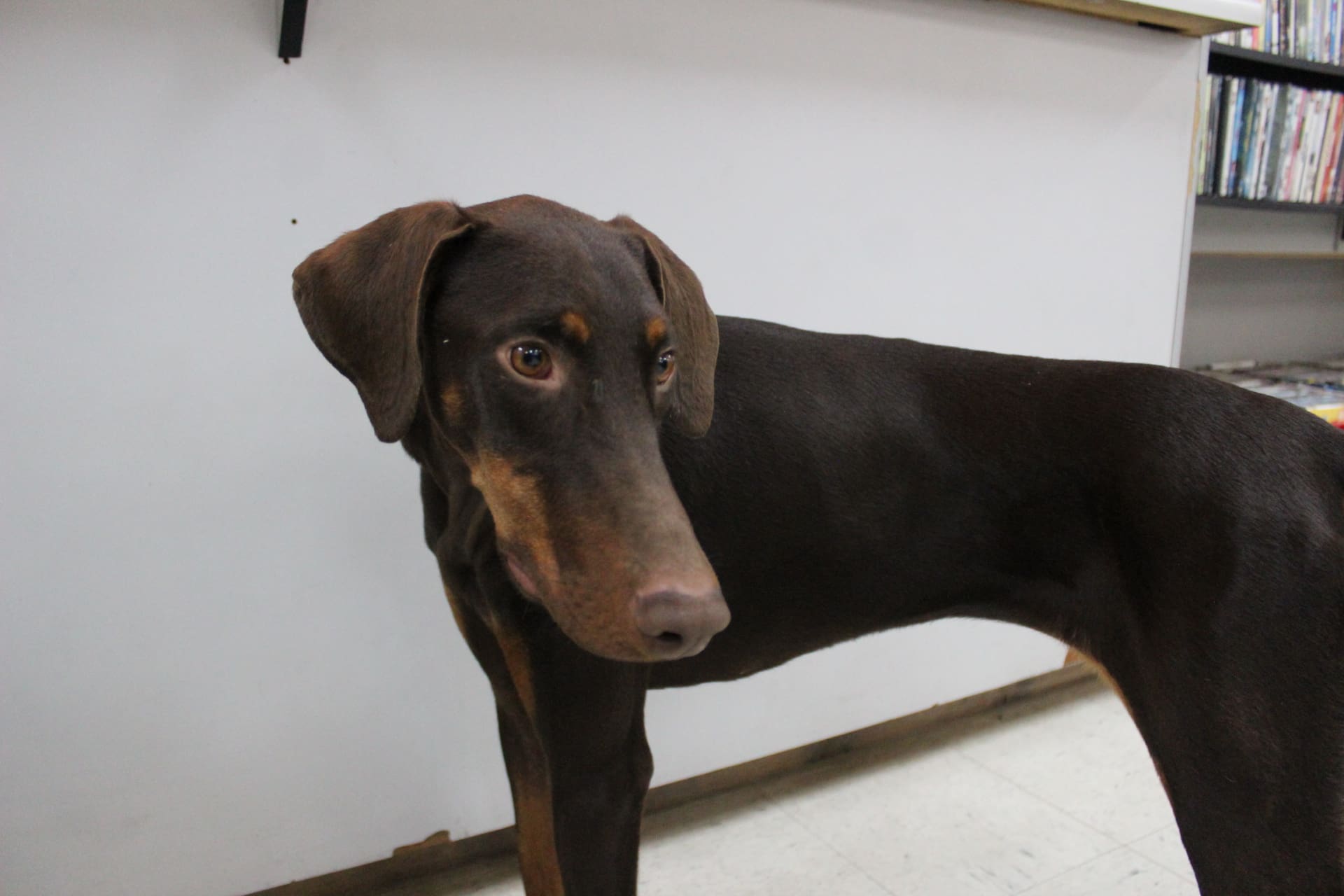 Sosa's such a beautiful doggo!