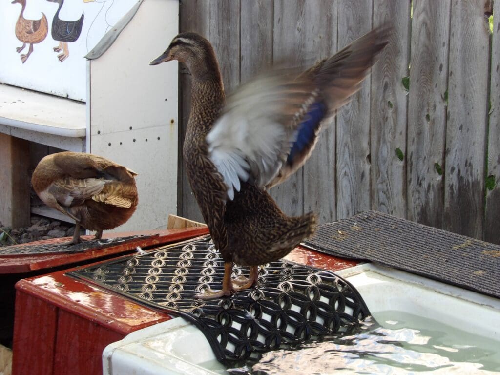 Ferdinand drying off after a quick bath
