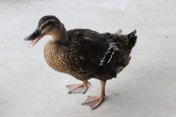 Ferdinand has quite the sense of humor.