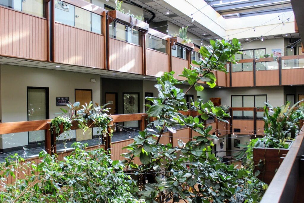 The majestic, three-story high Fiddle-Leaf Fig tree reaches toward the sky inside the atrium at Airport Gardens