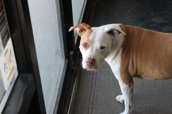 Chloe, superstar at Valley Pawn