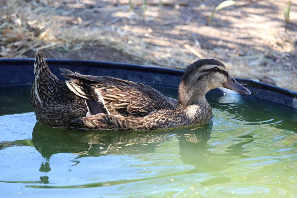 Ferdinand enjoying some relaxed floating in the pool
