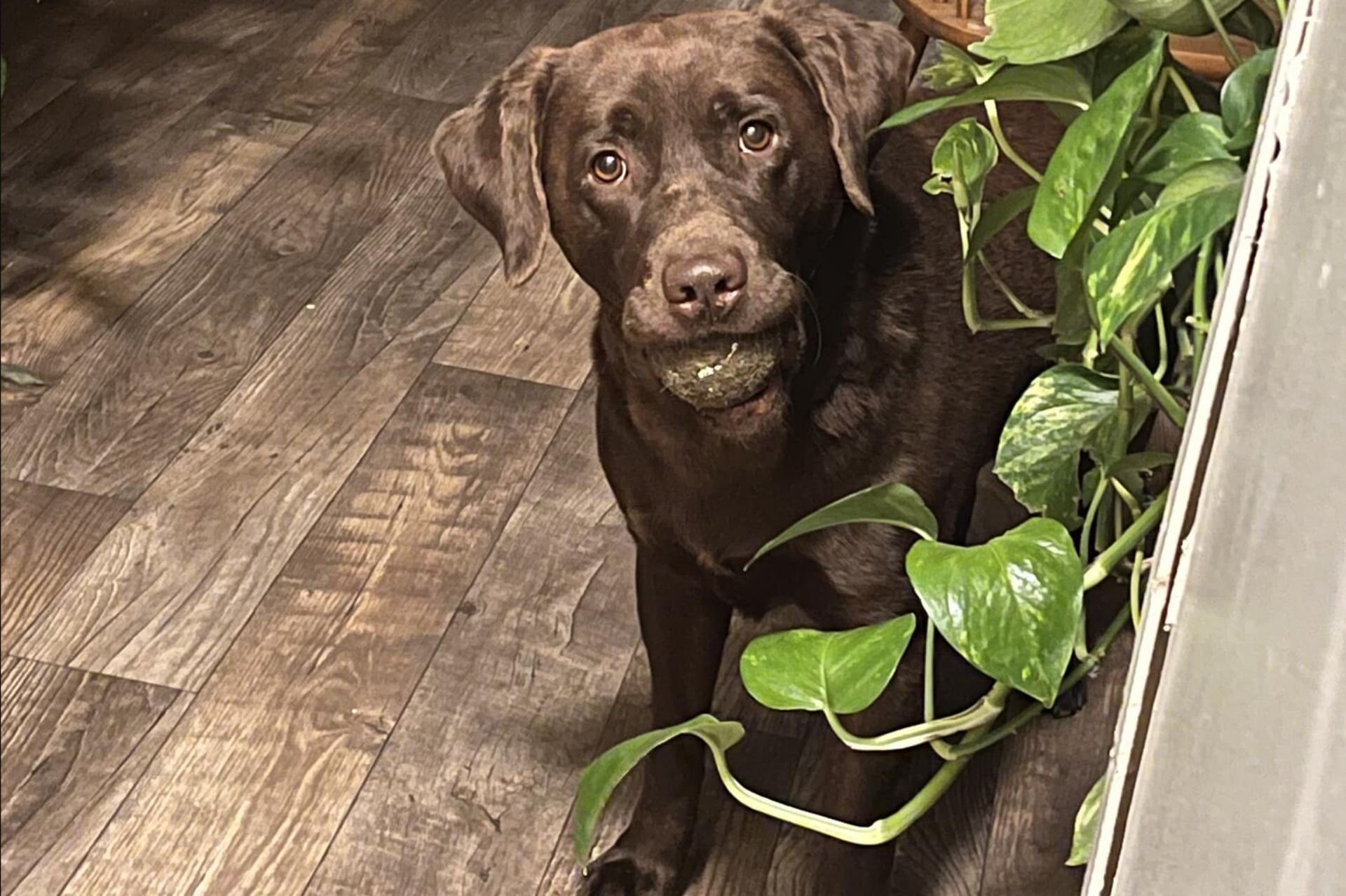 Lost Dog: Choco