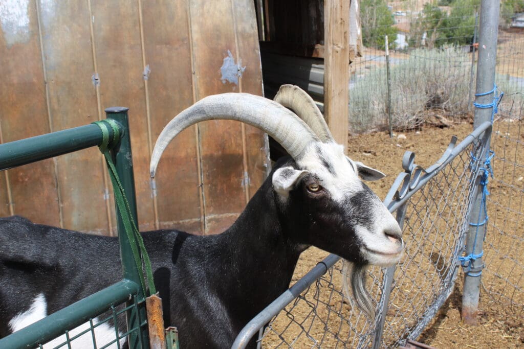 Spotamus surveys the scene at the Valley Amigos ranch in Sun Valley, NV.