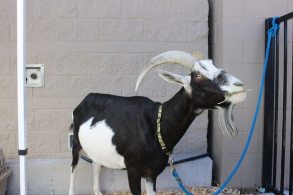 Spotamus is keenly aware of his surroundings (and available food).