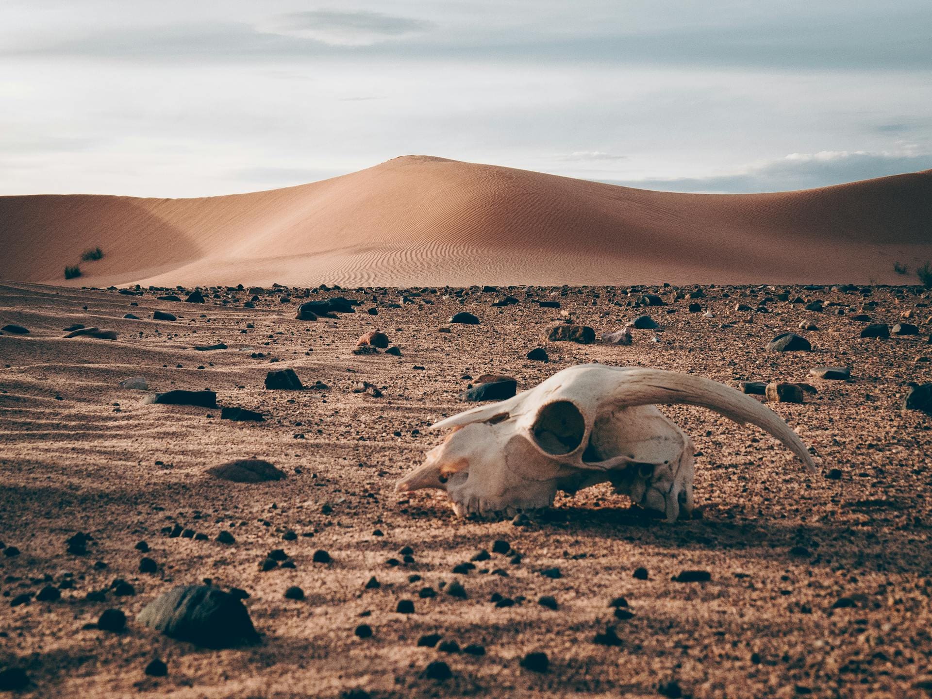 Photo by Mostafa Ft.shots from Pexels: https://www.pexels.com/photo/remnants-on-desert-10690040/