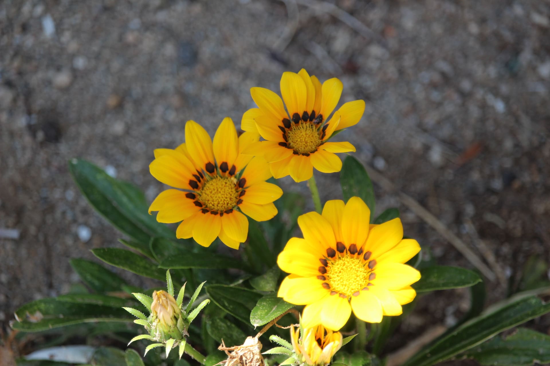 The sun arises on an African Daisy (Treasure Flower) in Sun Valley, Nevada.