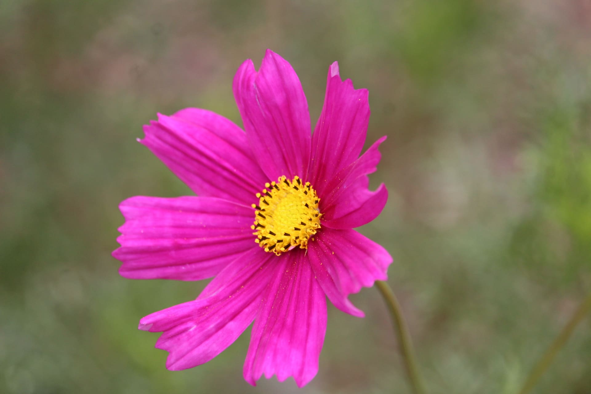 Pink Cosmos flower.