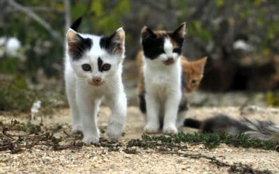 Photo by Berat BAKI: https://www.pexels.com/photo/close-up-shot-of-kittens-14633345/