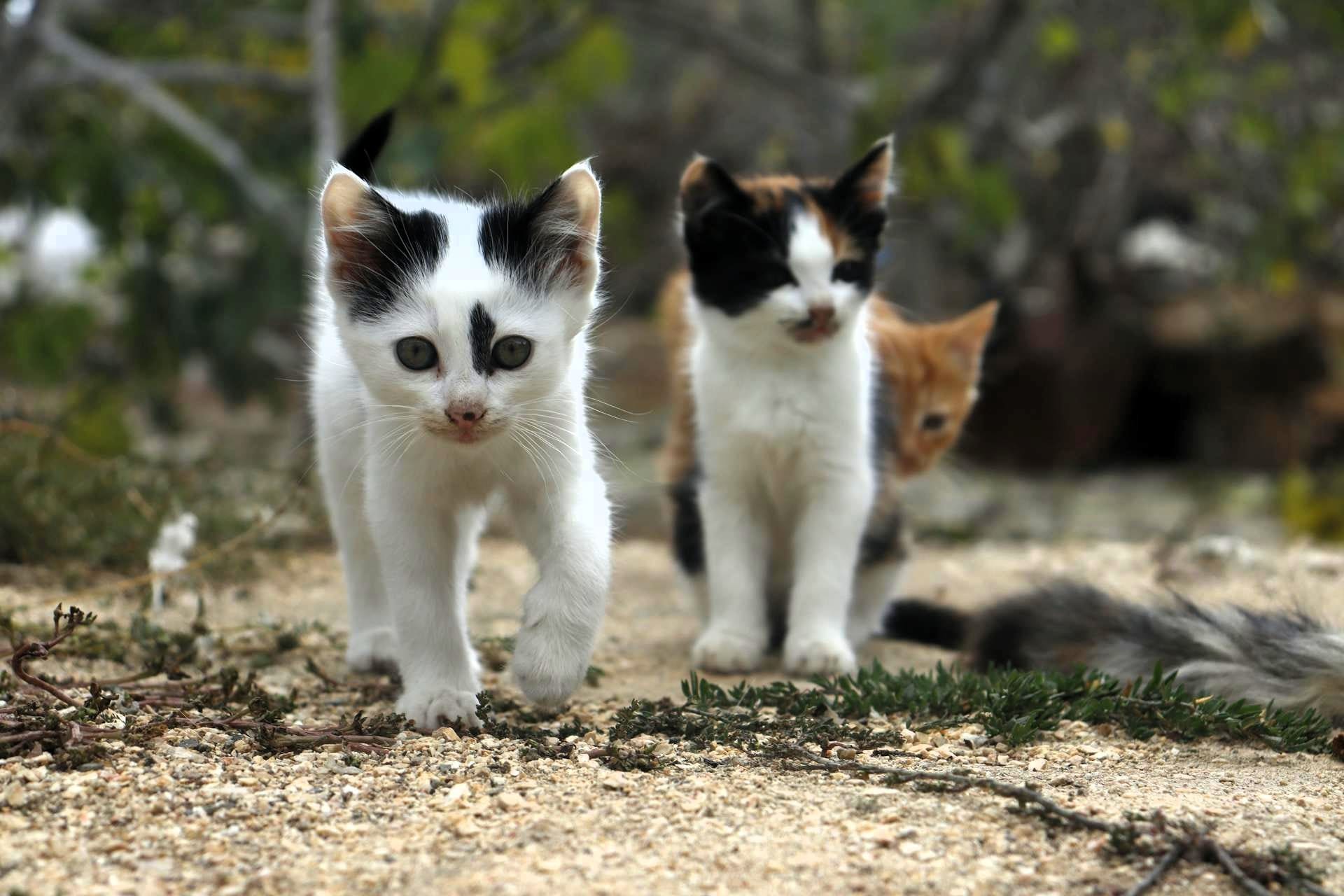 Photo by Berat BAKI: https://www.pexels.com/photo/close-up-shot-of-kittens-14633345/