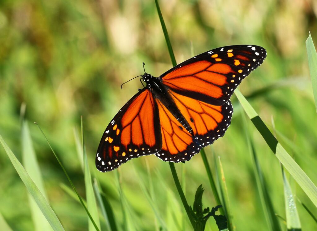 Photo by Thomas Elliott from Pexels: https://www.pexels.com/photo/beautiful-monarch-butterfly-on-green-grass-29588176/
